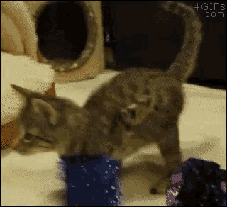 Kittens GIF - Kittens GIFs