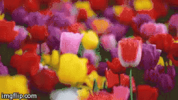 チューリップ 花　春　綺麗　自然 GIF - Tulip GIFs