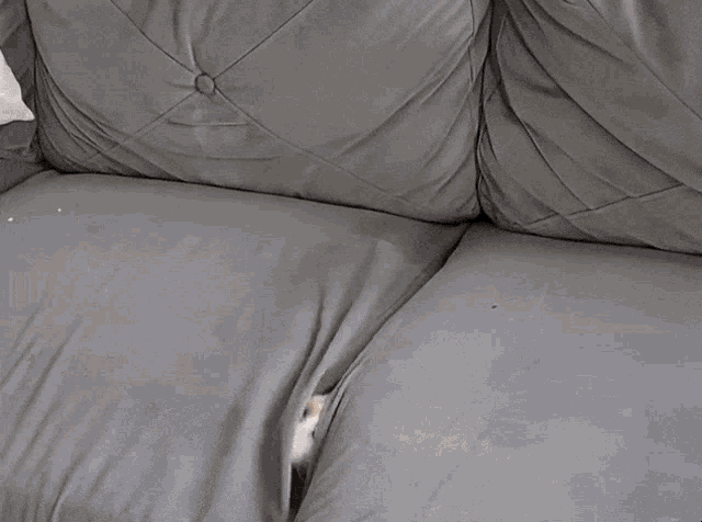 Cat Hiding GIF - Cat Hiding Couch GIFs