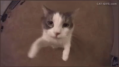 ~ GIF - Cat Kitten Kitty GIFs
