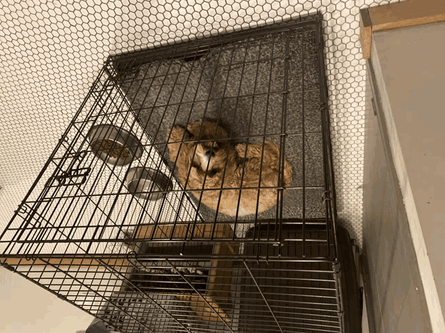 a dog in a cage with bowls of food on top