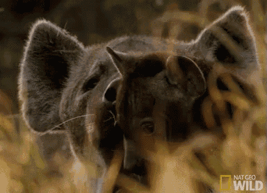 a close up of a lion 's face with the words national geographic wild on the bottom right
