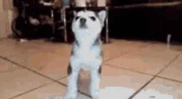 a husky puppy is standing on a tiled floor and looking up