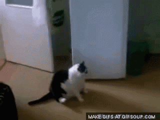 Itchy GIF - Itchy Cat GIFs