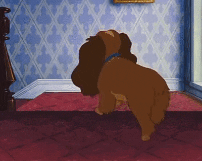 a dog is standing on its hind legs in a room .