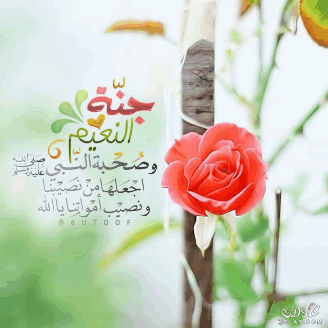 a picture of a red rose with arabic writing in the background