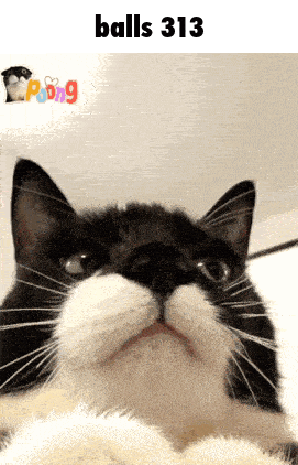 a close up of a cat 's face with the text balls 313 above it