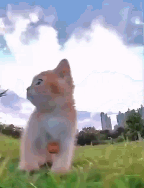 Cat Kitty GIF - Cat Kitty Running GIFs