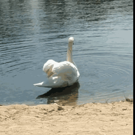 Nature Swan GIF - Nature Swan Animal GIFs