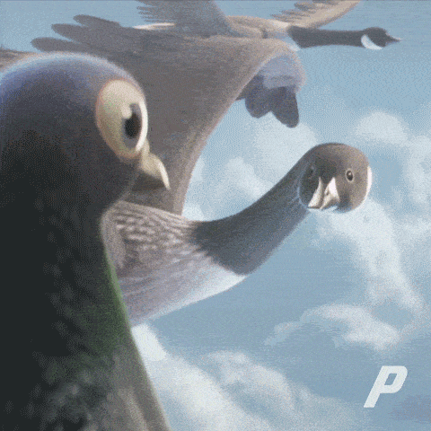 Birds Pigeons GIF - Birds Pigeons Pgr Pigeons GIFs