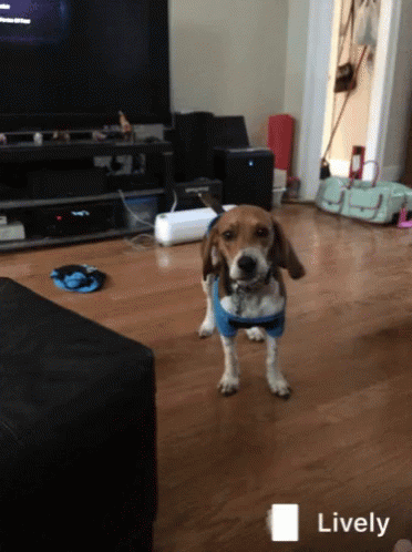 Dog Beagle GIF - Dog Beagle Excited GIFs