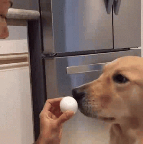 Dog Egg GIF - Dog Egg Golden Retriever GIFs