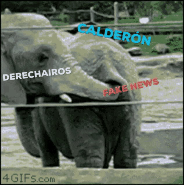 a picture of an elephant with the words calderon fake news on it