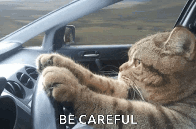 a cat is driving a car with the words be careful written below it