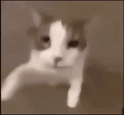 a close up of a brown and white cat looking at the camera