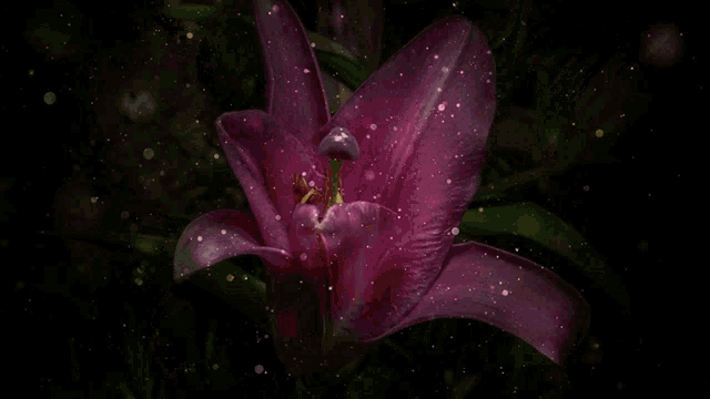 a close up of a purple flower on a dark background