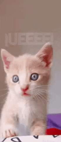 a close up of a kitten with blue eyes looking at the camera .