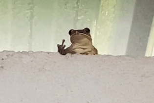 Frog Fuck Yoy GIF - Frog Fuck Yoy GIFs