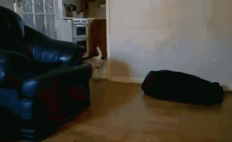 a dog laying on the floor in a living room next to a black chair