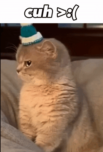 a cat wearing a hat that says cuh