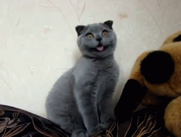 He'S All Smiles!! This Isn'T At All Creepy Or Anything.. GIF - Cats Cute Funny GIFs
