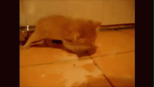 True Gluttony GIF - Cats Kittens Hungry GIFs