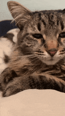 Tired Cat GIF - Tired Cat Yawn GIFs