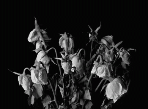 Perk Up GIF - Flowers Pretty Cheerup GIFs