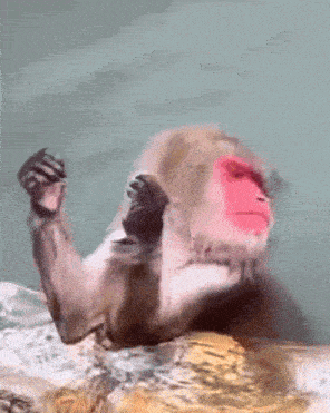 a monkey with a pink face is laying on its back