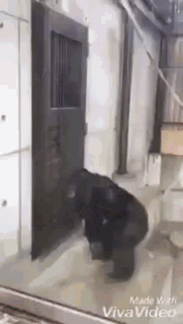 Macaco Portão Abrindo Querendo Entrar GIF