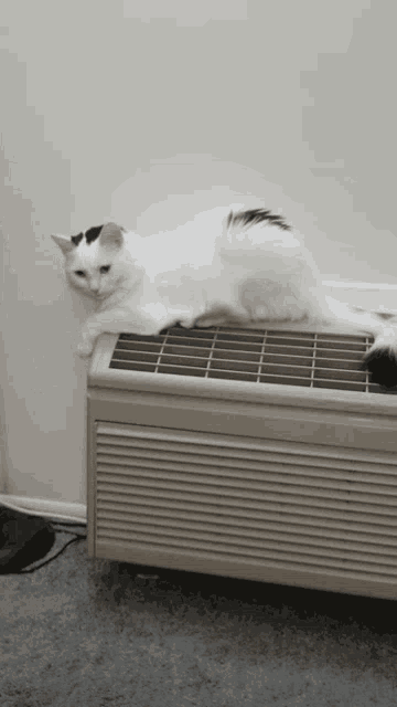 Ac White Cat GIF - Ac White Cat Aircon GIFs