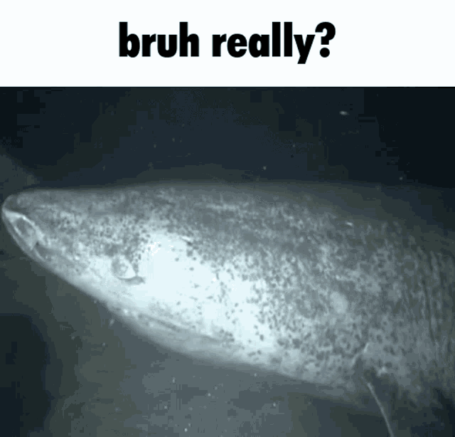 Bruh Really GIF - Bruh Really Question GIFs