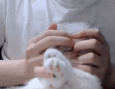 a person is playing with a white cat 's paw .