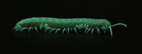 Centroid Centipede GIF - Centroid Centipede Bug GIFs