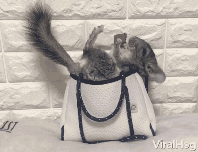 Chilling Relaxing GIF - Chilling Relaxing Snacking GIFs