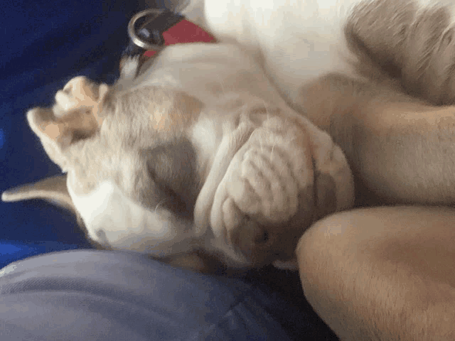 a dog with a red collar is laying on a blue blanket