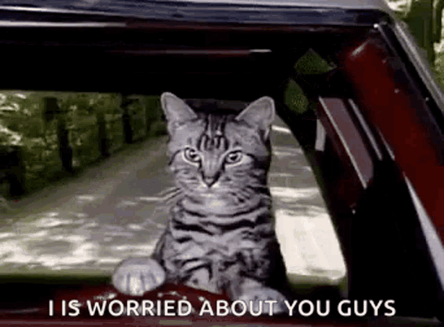a cat is sitting in the back seat of a car and looking out the window .