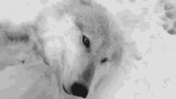 a black and white photo of two wolves standing in the snow .