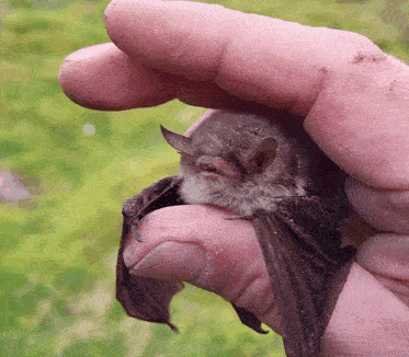 a person holds a small bat in their hand