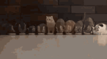 a row of cats are walking in a row on a floor .