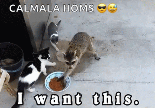 Racoon I Want This GIF - Racoon I Want This Thief GIFs
