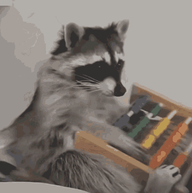 Silly Raccoon GIF - Silly Raccoon Trying His Best GIFs