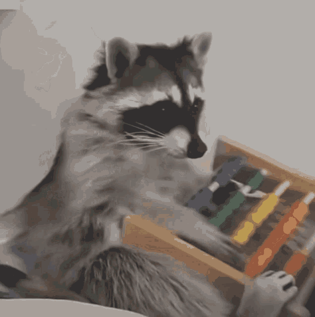 a raccoon is playing with a toy that has a rainbow of colors on it