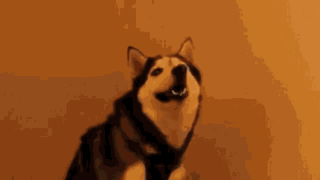 a husky dog is sitting on a dog bed in a corner of a room