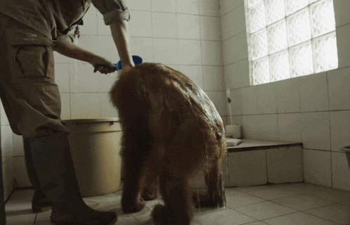 a man washing a dog in a bathroom with a blue brush