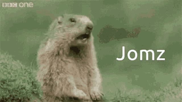 a ground squirrel is standing in the grass with its mouth open and the words hey jomz above it