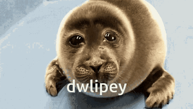 Dwlipey Sad GIF - Dwlipey Sad Seal GIFs