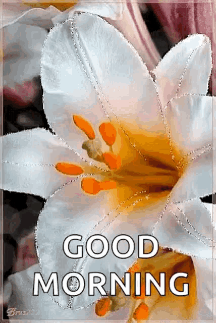 a white and yellow flower with the words `` good morning '' on it