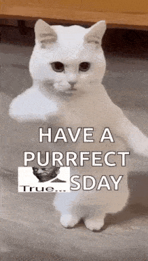 a white cat is standing on its hind legs on a wooden floor and says `` have a purrfect sday '' .
