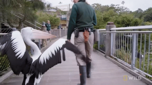 Walking National Geographic GIF - Walking National Geographic Secrets Of The Zoo Down GIFs